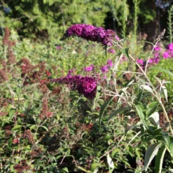 Buddleja Davidii 'Magenta Munchkin' (Sommerflieder) -Gartenpflanzen Verkaufsladen 2003514 Buddleja 20davidii 20Magenta 20Munchkin Sommerflieder 3