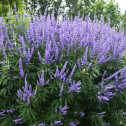 Vitex Agnus-castus 'Blue Puffball' (Mönchspfeffer)