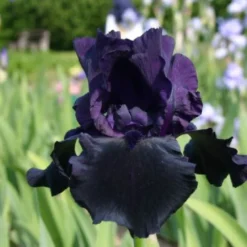 Männerbeet (Imposante Staudenpracht In Kühlen Farbtönen) -Gartenpflanzen Verkaufsladen 2003530 Maennerbeet Imposante 20Staudenpracht 20in 20kuehlen 20Farbtoenen 10