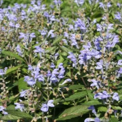 Männerbeet (Imposante Staudenpracht In Kühlen Farbtönen) -Gartenpflanzen Verkaufsladen 2003530 Maennerbeet Imposante 20Staudenpracht 20in 20kuehlen 20Farbtoenen 16