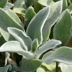 Männerbeet (Imposante Staudenpracht In Kühlen Farbtönen) -Gartenpflanzen Verkaufsladen 2003530 Maennerbeet Imposante 20Staudenpracht 20in 20kuehlen 20Farbtoenen 17