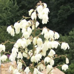 Männerbeet (Imposante Staudenpracht In Kühlen Farbtönen) -Gartenpflanzen Verkaufsladen 2003530 Maennerbeet Imposante 20Staudenpracht 20in 20kuehlen 20Farbtoenen 18