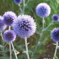 Männerbeet (Imposante Staudenpracht In Kühlen Farbtönen) -Gartenpflanzen Verkaufsladen 2003530 Maennerbeet Imposante 20Staudenpracht 20in 20kuehlen 20Farbtoenen 4