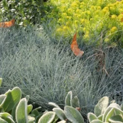 Männerbeet (Imposante Staudenpracht In Kühlen Farbtönen) -Gartenpflanzen Verkaufsladen 2003530 Maennerbeet Imposante 20Staudenpracht 20in 20kuehlen 20Farbtoenen 7