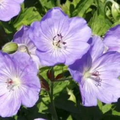 Männerbeet (Imposante Staudenpracht In Kühlen Farbtönen) -Gartenpflanzen Verkaufsladen 2003530 Maennerbeet Imposante 20Staudenpracht 20in 20kuehlen 20Farbtoenen 8