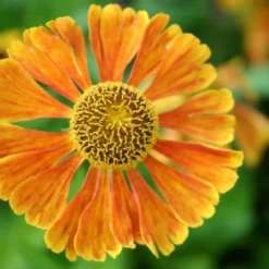 Leuchtender Herbst (Farbenfroher Ausklang Im Garten) 28 Leuchtender Herbst (Farbenfroher Ausklang Im Garten) -Gartenpflanzen Verkaufsladen 2003555 Leuchtender 20Herbst Farbenfroher 20Ausklang 20im 20Garten 11