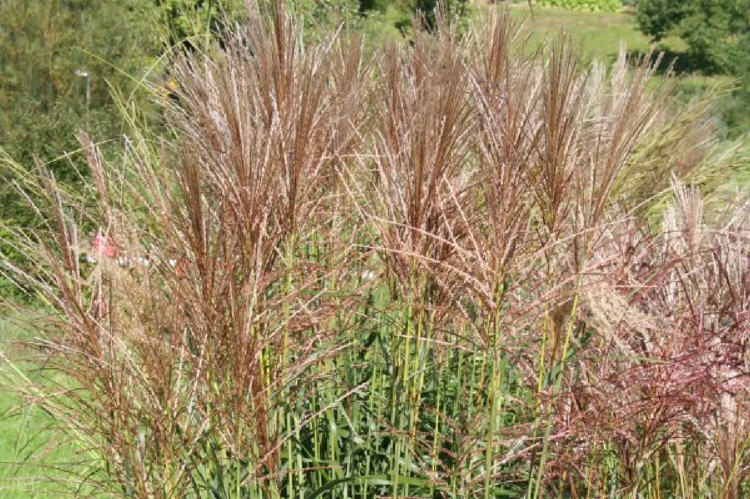 Leuchtender Herbst (Farbenfroher Ausklang Im Garten) 14 Leuchtender Herbst (Farbenfroher Ausklang Im Garten) – Bild 12