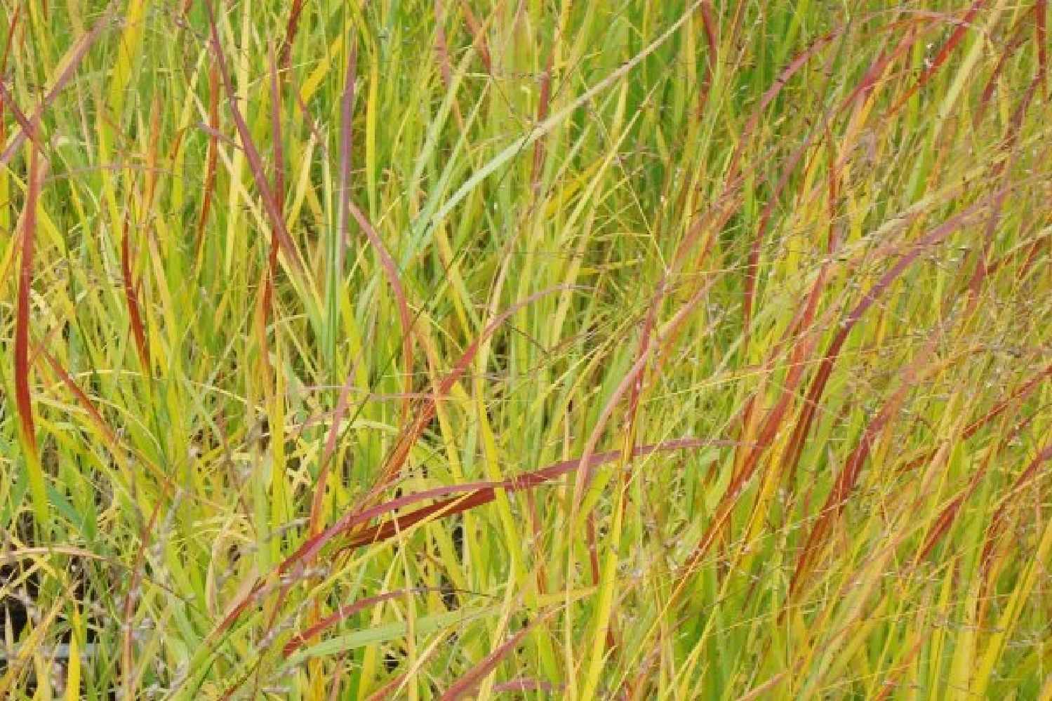 Leuchtender Herbst (Farbenfroher Ausklang Im Garten) 16 Leuchtender Herbst (Farbenfroher Ausklang Im Garten) – Bild 14