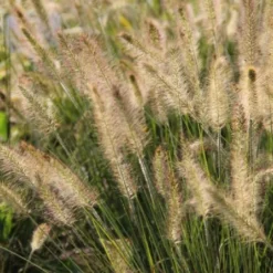 Leuchtender Herbst (Farbenfroher Ausklang Im Garten) 32 Leuchtender Herbst (Farbenfroher Ausklang Im Garten) -Gartenpflanzen Verkaufsladen 2003555 Leuchtender 20Herbst Farbenfroher 20Ausklang 20im 20Garten 15