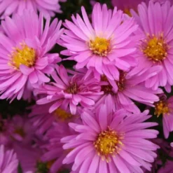 Leuchtender Herbst (Farbenfroher Ausklang Im Garten) 24 Leuchtender Herbst (Farbenfroher Ausklang Im Garten) -Gartenpflanzen Verkaufsladen 2003555 Leuchtender 20Herbst Farbenfroher 20Ausklang 20im 20Garten 7