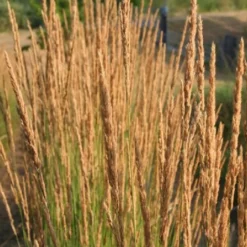 Leuchtender Herbst (Farbenfroher Ausklang Im Garten) 25 Leuchtender Herbst (Farbenfroher Ausklang Im Garten) -Gartenpflanzen Verkaufsladen 2003555 Leuchtender 20Herbst Farbenfroher 20Ausklang 20im 20Garten 8