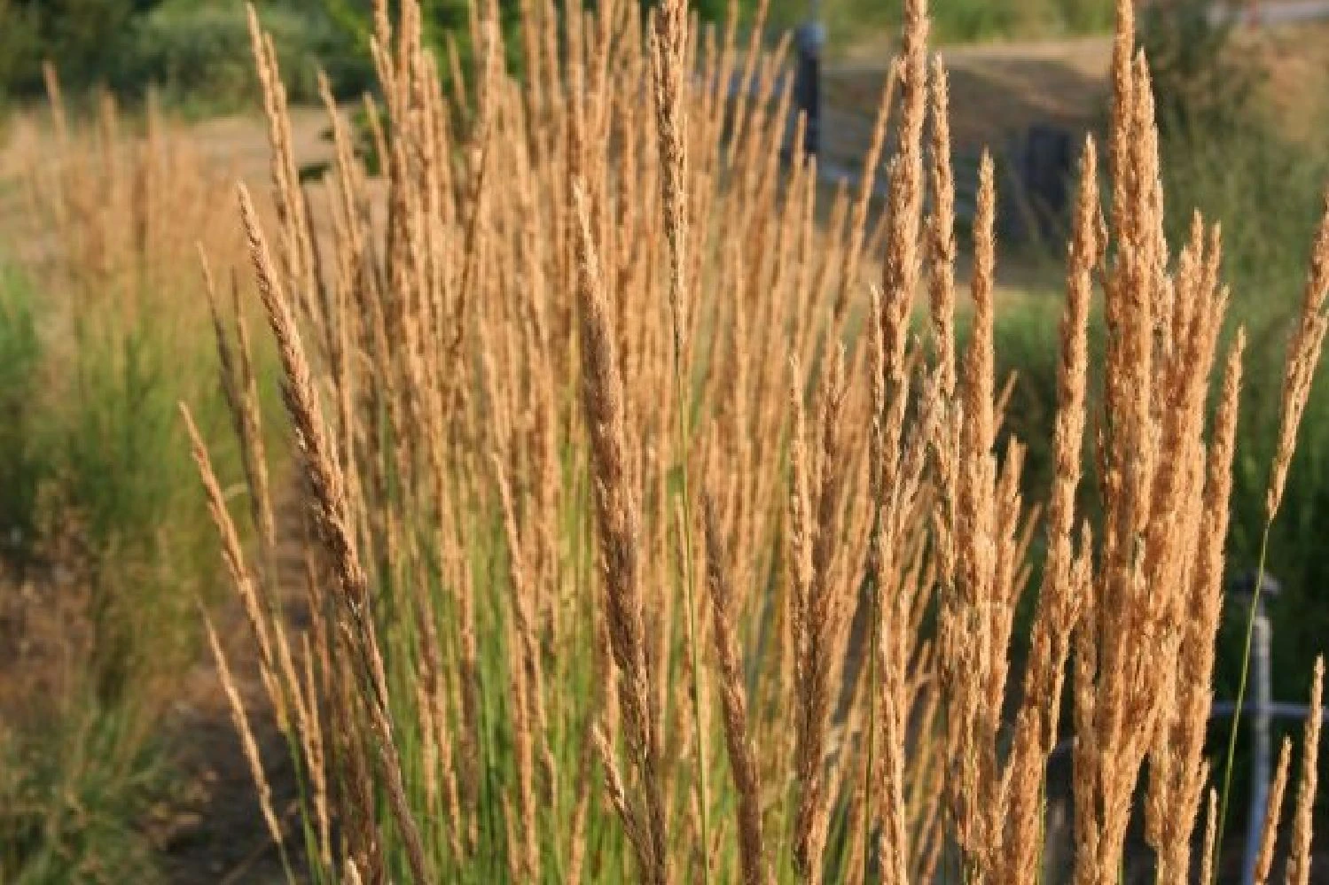 Leuchtender Herbst (Farbenfroher Ausklang Im Garten) 10 Leuchtender Herbst (Farbenfroher Ausklang Im Garten) – Bild 8