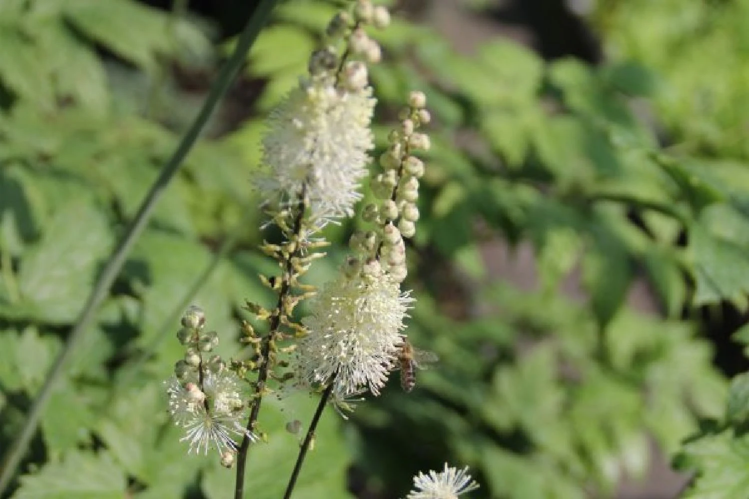 Leuchtender Herbst (Farbenfroher Ausklang Im Garten) 11 Leuchtender Herbst (Farbenfroher Ausklang Im Garten) – Bild 9