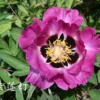 Paeonia Rockii 'Zi Lian Deng' (Strauchpfingstrose 'Leuchten Des Purpurlotus') -Gartenpflanzen Verkaufsladen 2003567 Paeonia 20rockii 20Zi 20Lian 20Deng Strauchpfingstrose 20Leuchten 20des 20Purpurlotus 1 3540887d 54c3 48fa a5cb 8d16a1ecdb5f