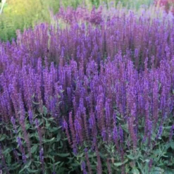 Das Streifenbeet (Blütenreicher Saum Für Wege, Mauern & Zäune) -Gartenpflanzen Verkaufsladen 2003627 Das 20Streifenbeet Bluetenreicher 20Saum 20fuer 20Wege 20Mauern 20 20Zaeune 11