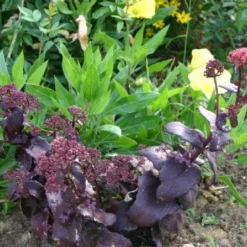 Das Streifenbeet (Blütenreicher Saum Für Wege, Mauern & Zäune) -Gartenpflanzen Verkaufsladen 2003627 Das 20Streifenbeet Bluetenreicher 20Saum 20fuer 20Wege 20Mauern 20 20Zaeune 12