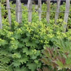 Das Streifenbeet (Blütenreicher Saum Für Wege, Mauern & Zäune) -Gartenpflanzen Verkaufsladen 2003627 Das 20Streifenbeet Bluetenreicher 20Saum 20fuer 20Wege 20Mauern 20 20Zaeune 5