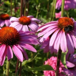 Das Streifenbeet (Blütenreicher Saum Für Wege, Mauern & Zäune) -Gartenpflanzen Verkaufsladen 2003627 Das 20Streifenbeet Bluetenreicher 20Saum 20fuer 20Wege 20Mauern 20 20Zaeune 6