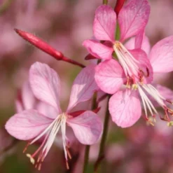 Das Streifenbeet (Blütenreicher Saum Für Wege, Mauern & Zäune) -Gartenpflanzen Verkaufsladen 2003627 Das 20Streifenbeet Bluetenreicher 20Saum 20fuer 20Wege 20Mauern 20 20Zaeune 7