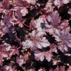 Das Streifenbeet (Blütenreicher Saum Für Wege, Mauern & Zäune) -Gartenpflanzen Verkaufsladen 2003627 Das 20Streifenbeet Bluetenreicher 20Saum 20fuer 20Wege 20Mauern 20 20Zaeune 9