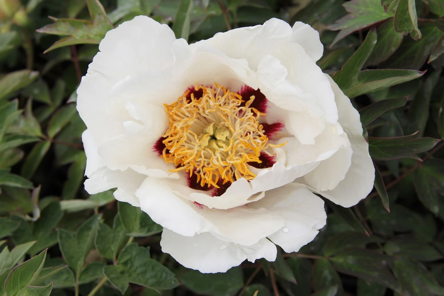 Paeonia Rockii 'Hong Ban Xue Lian' (Strauchpfingstrose 'Lotus Mit Rotem Punkt')