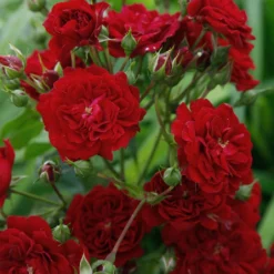 Rose 'Crimson Siluetta' (Miniclimber) -Gartenpflanzen Verkaufsladen 2003684 Rose 20Crimson 20Siluetta Miniclimber 3