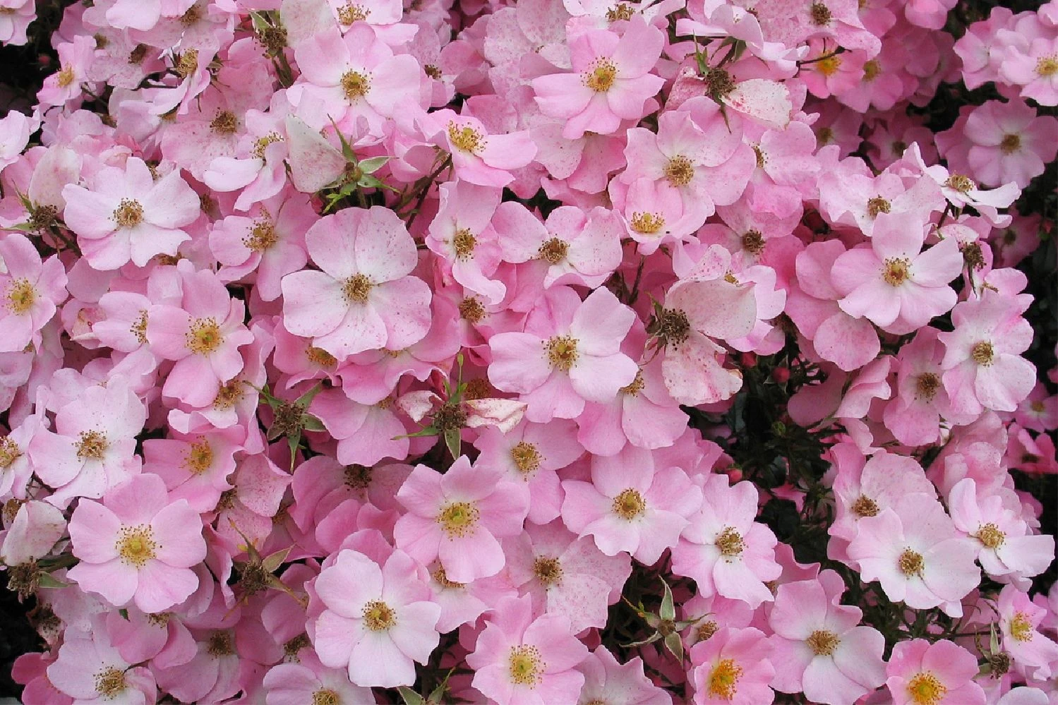 Rose 'Fortuna' (Kleinstrauchrose) 3 Rose 'Fortuna' (Kleinstrauchrose)