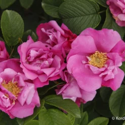 Rose 'Pink Roadrunner' (Wildrose)