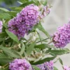 Buddleja Buzz® 'Violet' (Zwerg-Sommerflieder)