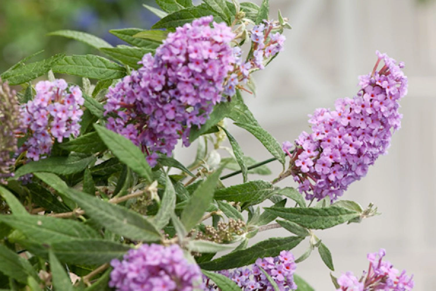 Buddleja Buzz® 'Violet' (Zwerg-Sommerflieder) 3 Buddleja Buzz® 'Violet' (Zwerg-Sommerflieder)