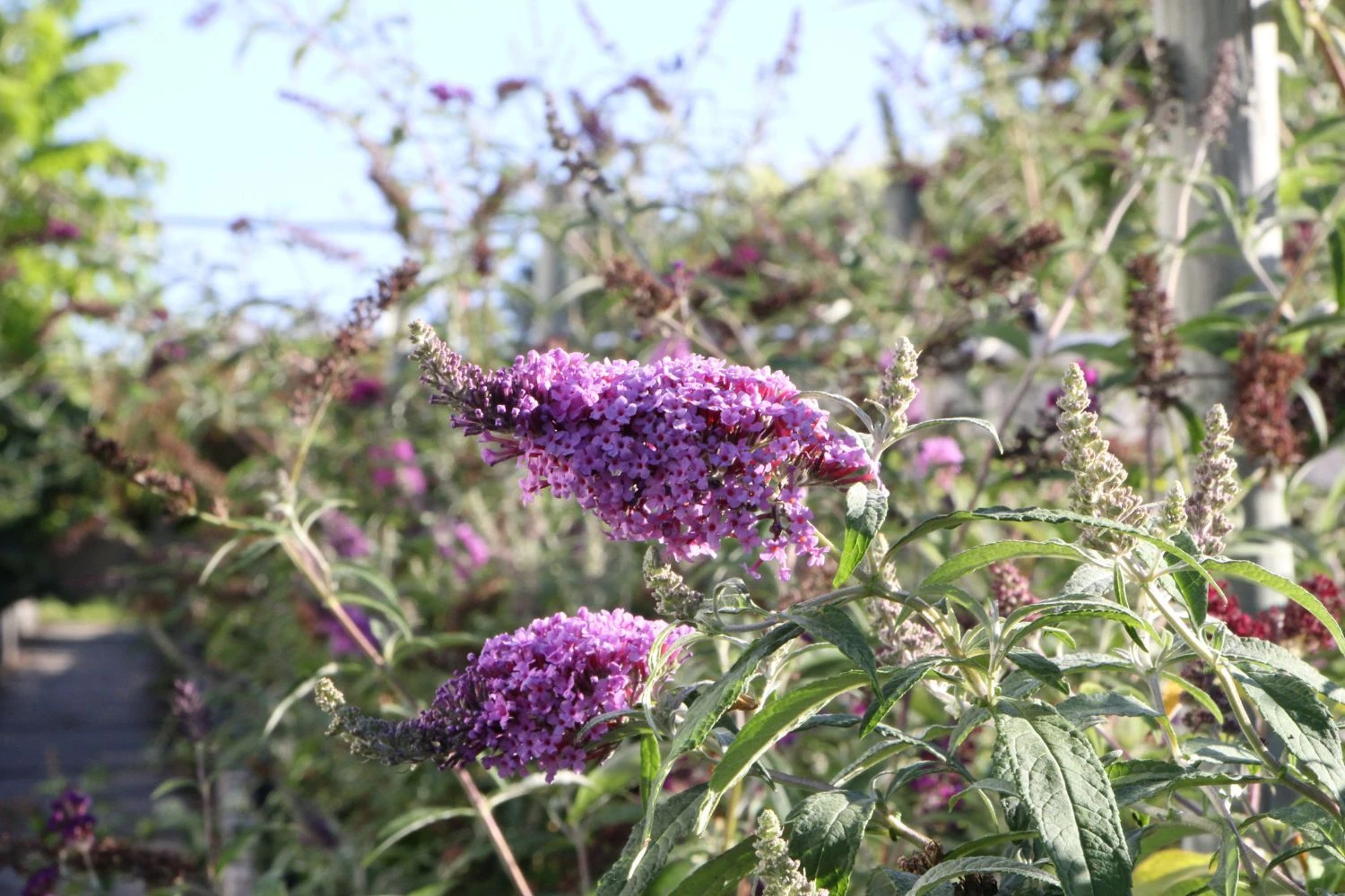 Buddleja Buzz® 'Violet' (Zwerg-Sommerflieder) 4 Buddleja Buzz® 'Violet' (Zwerg-Sommerflieder) – Bild 2