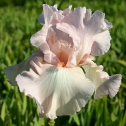 Alhambra (Urlaubsfeeling Im Eigenen Garten) 29 Alhambra (Urlaubsfeeling Im Eigenen Garten) -Gartenpflanzen Verkaufsladen 2003817 Alhambra Urlaubsfeeling 20im 20eigenen 20Garten 10