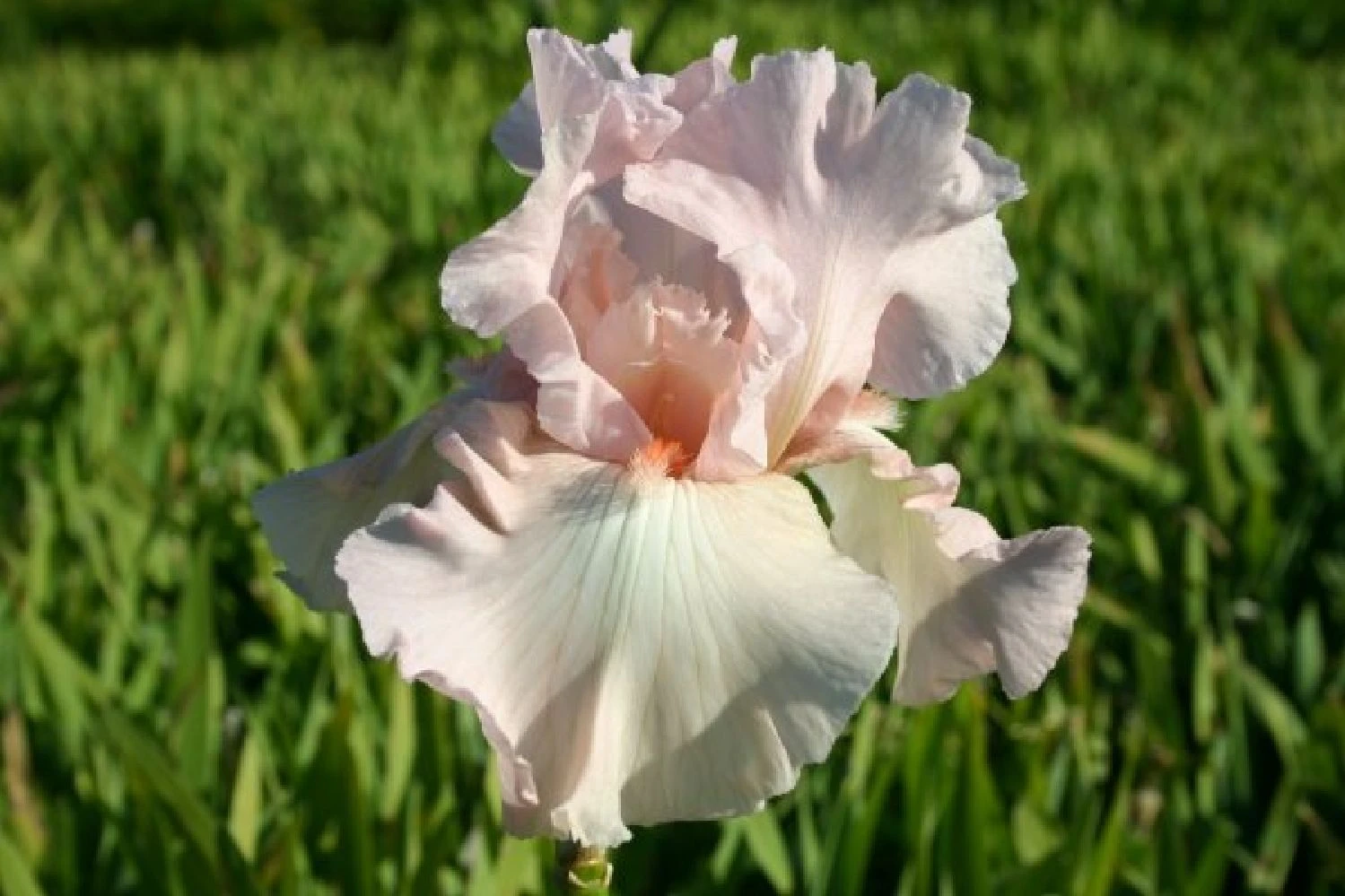 Alhambra (Urlaubsfeeling Im Eigenen Garten) 12 Alhambra (Urlaubsfeeling Im Eigenen Garten) – Bild 10