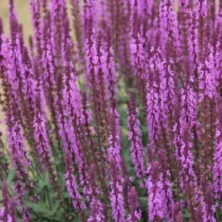 Alhambra (Urlaubsfeeling Im Eigenen Garten) 33 Alhambra (Urlaubsfeeling Im Eigenen Garten) -Gartenpflanzen Verkaufsladen 2003817 Alhambra Urlaubsfeeling 20im 20eigenen 20Garten 14