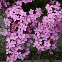 Alhambra (Urlaubsfeeling Im Eigenen Garten) 34 Alhambra (Urlaubsfeeling Im Eigenen Garten) -Gartenpflanzen Verkaufsladen 2003817 Alhambra Urlaubsfeeling 20im 20eigenen 20Garten 15