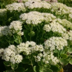 Alhambra (Urlaubsfeeling Im Eigenen Garten) 35 Alhambra (Urlaubsfeeling Im Eigenen Garten) -Gartenpflanzen Verkaufsladen 2003817 Alhambra Urlaubsfeeling 20im 20eigenen 20Garten 16