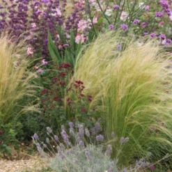 Alhambra (Urlaubsfeeling Im Eigenen Garten) 36 Alhambra (Urlaubsfeeling Im Eigenen Garten) -Gartenpflanzen Verkaufsladen 2003817 Alhambra Urlaubsfeeling 20im 20eigenen 20Garten 17