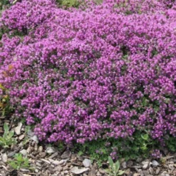 Alhambra (Urlaubsfeeling Im Eigenen Garten) 37 Alhambra (Urlaubsfeeling Im Eigenen Garten) -Gartenpflanzen Verkaufsladen 2003817 Alhambra Urlaubsfeeling 20im 20eigenen 20Garten 18