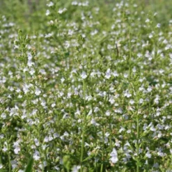 Alhambra (Urlaubsfeeling Im Eigenen Garten) 22 Alhambra (Urlaubsfeeling Im Eigenen Garten) -Gartenpflanzen Verkaufsladen 2003817 Alhambra Urlaubsfeeling 20im 20eigenen 20Garten 3