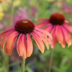 Alhambra (Urlaubsfeeling Im Eigenen Garten) 23 Alhambra (Urlaubsfeeling Im Eigenen Garten) -Gartenpflanzen Verkaufsladen 2003817 Alhambra Urlaubsfeeling 20im 20eigenen 20Garten 4