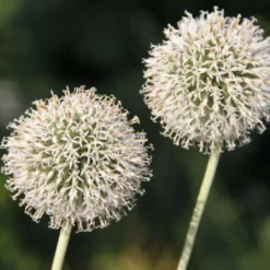 Alhambra (Urlaubsfeeling Im Eigenen Garten) 24 Alhambra (Urlaubsfeeling Im Eigenen Garten) -Gartenpflanzen Verkaufsladen 2003817 Alhambra Urlaubsfeeling 20im 20eigenen 20Garten 5