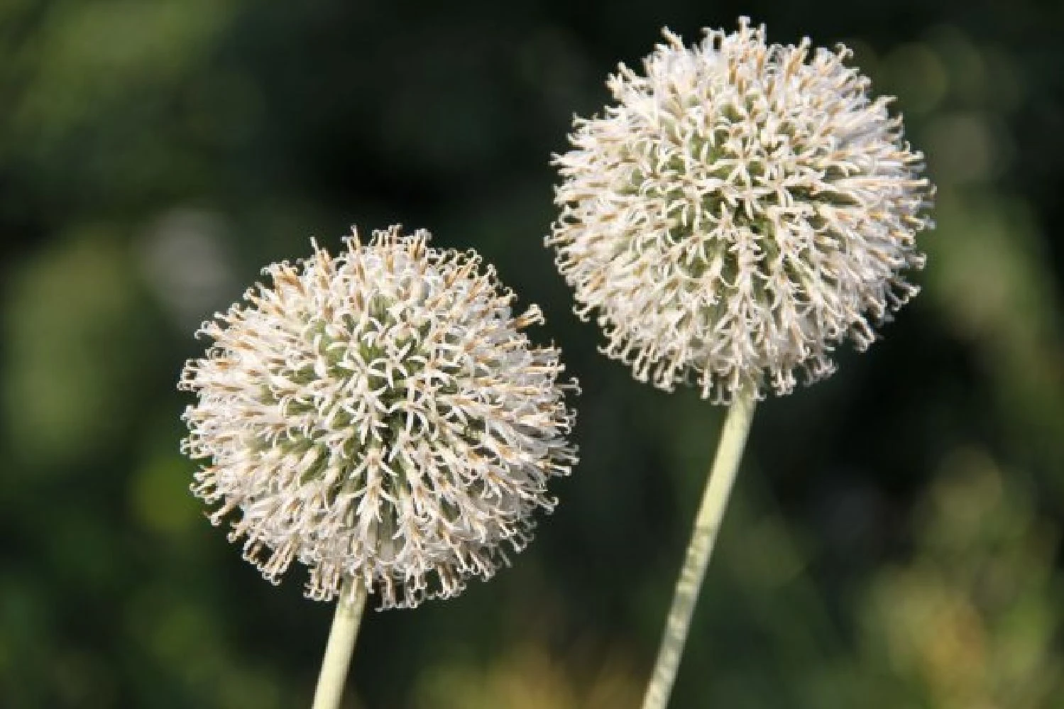 Alhambra (Urlaubsfeeling Im Eigenen Garten) 7 Alhambra (Urlaubsfeeling Im Eigenen Garten) – Bild 5