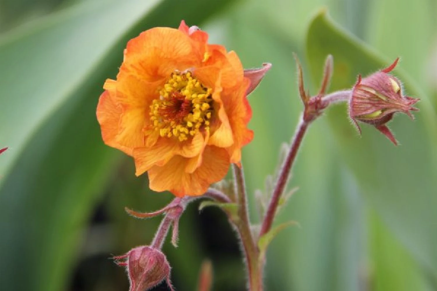 Alhambra (Urlaubsfeeling Im Eigenen Garten) 10 Alhambra (Urlaubsfeeling Im Eigenen Garten) – Bild 8