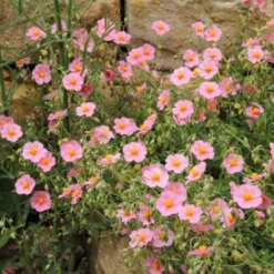 Alhambra (Urlaubsfeeling Im Eigenen Garten) 28 Alhambra (Urlaubsfeeling Im Eigenen Garten) -Gartenpflanzen Verkaufsladen 2003817 Alhambra Urlaubsfeeling 20im 20eigenen 20Garten 9