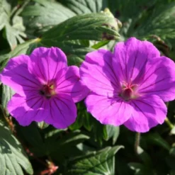 Blütenland (Üppig Gestalteter Halbschatten) -Gartenpflanzen Verkaufsladen 2003818 Bluetenland UEppig 20gestalteter 20Halbschatten 11