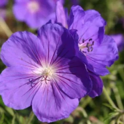 Blütenland (Üppig Gestalteter Halbschatten) -Gartenpflanzen Verkaufsladen 2003818 Bluetenland UEppig 20gestalteter 20Halbschatten 12