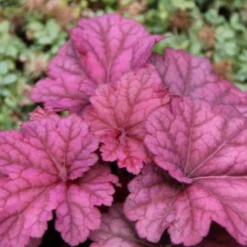 Blütenland (Üppig Gestalteter Halbschatten) -Gartenpflanzen Verkaufsladen 2003818 Bluetenland UEppig 20gestalteter 20Halbschatten 13