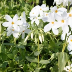 Blütenland (Üppig Gestalteter Halbschatten) -Gartenpflanzen Verkaufsladen 2003818 Bluetenland UEppig 20gestalteter 20Halbschatten 15