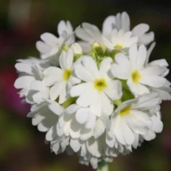Blütenland (Üppig Gestalteter Halbschatten) -Gartenpflanzen Verkaufsladen 2003818 Bluetenland UEppig 20gestalteter 20Halbschatten 16