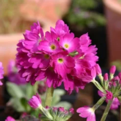 Blütenland (Üppig Gestalteter Halbschatten) -Gartenpflanzen Verkaufsladen 2003818 Bluetenland UEppig 20gestalteter 20Halbschatten 17